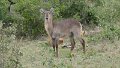 Wasserbock von vorne